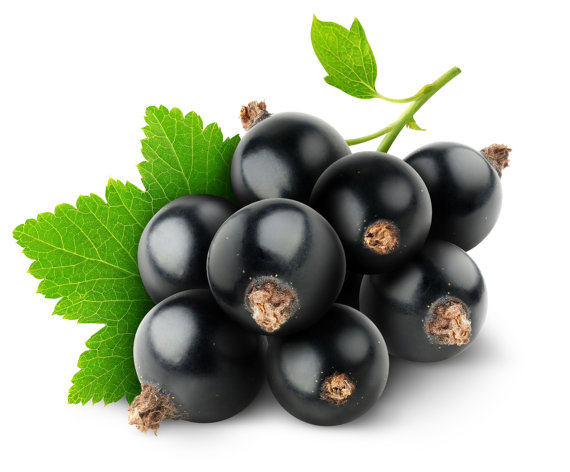 Black currant plant (ribes nigrum) blackcurrant black current berry bush plants -- bitcoin accepted here!