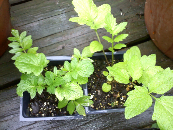 1 live valerian plant - (valeriana officinalis) -- bitcoin accepted!