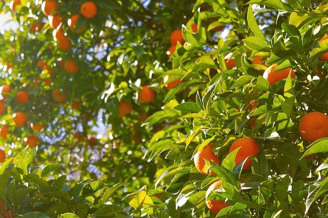 Squeezed! Florida department of citrus employee arrested for mining cryptocurrencies Orange tree