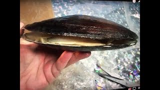 Real live oyster with pearls opens up.. Never got the pearls Real live oyster with pearls opens up.. Never got the pearls