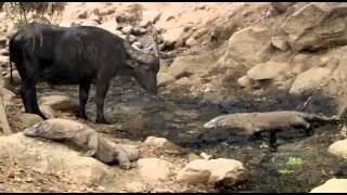 Komodo hunt a buffalo Komodo hunt a buffalo