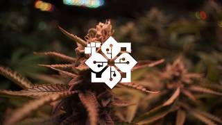 Growers international ($grwi) - an introduction Growers international ($grwi) - an introduction