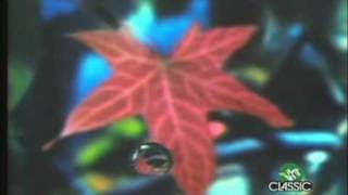 Lightning seeds - pure Lightning seeds - pure