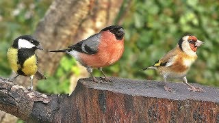 Relaxing tv for dogs : dog tv - garden birds in the gentle rain ✅ Relaxing tv for dogs : dog tv - garden birds in the gentle rain ✅
