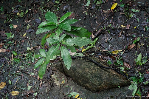 Life is hard - but my tree is surviving…nearly thriving, even! Tags