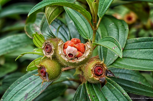 You almost want to eat these… but it is probably not a good idea (or they wouldn't still be here! ) Tags