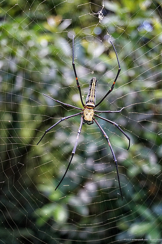 Big b*****d spiders - you will meet many of these, hiking in the summer in hk! Tags