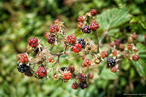 Remember picking and eating these when you were young? Tags