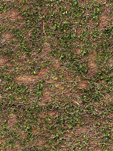 Ivy on brick texture Tags