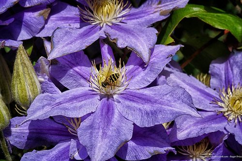 Plenty of blue ones for the bees... Tags