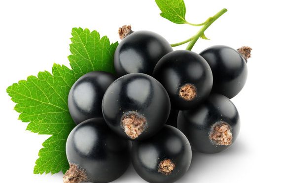 Black currant plant (ribes nigrum) blackcurrant black current berry bush plants -- bitcoin accepted here!