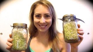 How to grow sprouts at home How to grow sprouts at home