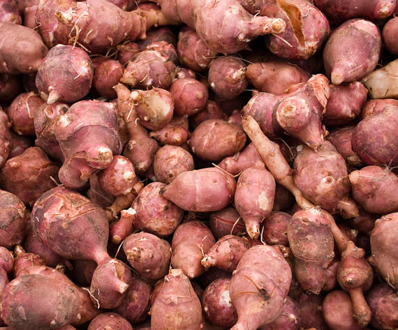1lb red jerusalem artichoke tubers (organic) - winter hardy red fuseau variety - for planting or eating -- bitcoin accepted here!
