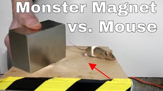 What does a giant monster neodymium magnet do to a mouse? What does a giant monster neodymium magnet do to a mouse?