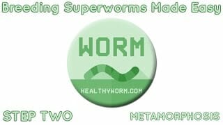 Breeding superworms made easy - step two | via healthyworm. Com Breeding superworms made easy - step two | via healthyworm. Com
