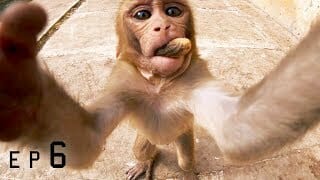 The monkey parkour project The monkey parkour project