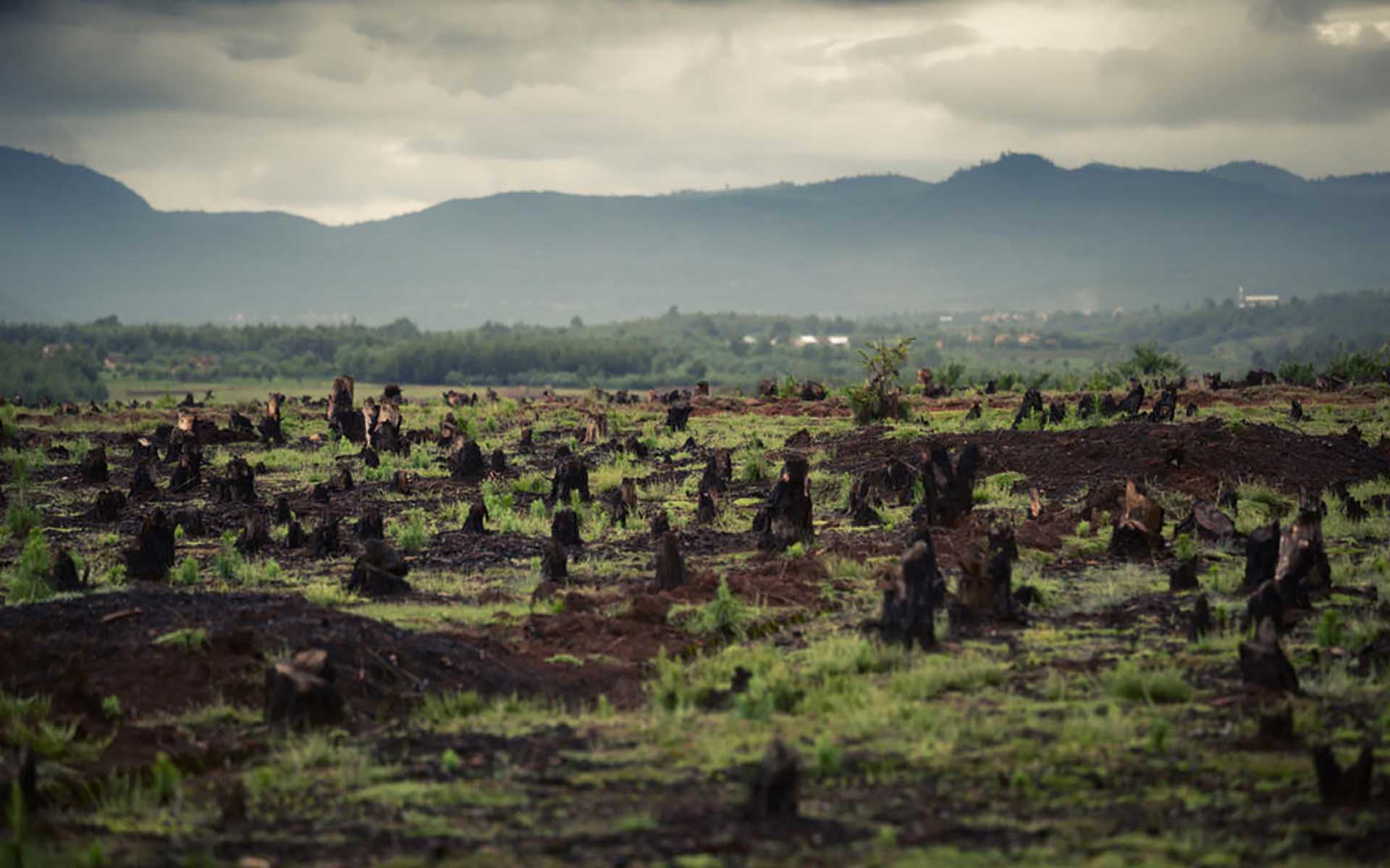 4 reasons why the 4th pillar platform is worth checking out Saving the planet