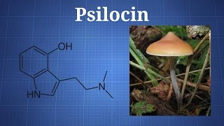 Psilocin & psilocybin: what you need to know Psilocin & psilocybin: what you need to know