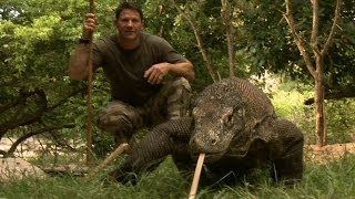 Largest lizard on earth | the komodo dragon | deadly 60 | indonesia | series 3 | bbc Largest lizard on earth | the komodo dragon | deadly 60 | indonesia | series 3 | bbc