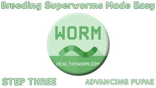 Breeding superworms made easy - step three | via healthyworm. Com Breeding superworms made easy - step three | via healthyworm. Com