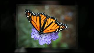 Living trust plus™ - proprietary trust by evan farr fairfax, virginia elder law attorney Living trust plus™ - proprietary trust by evan farr fairfax, virginia elder law attorney