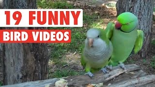 19 funny bird videos || awesome compilation 19 funny bird videos || awesome compilation