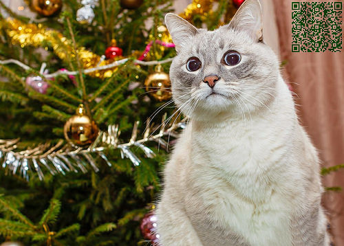 #donate #bitcoin #cat #fir #donate #bitcoin #cat #fir