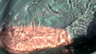 Looking for gold, but find rubies with "big foot" golden pan. Looking for gold, but find rubies with "big foot" golden pan.