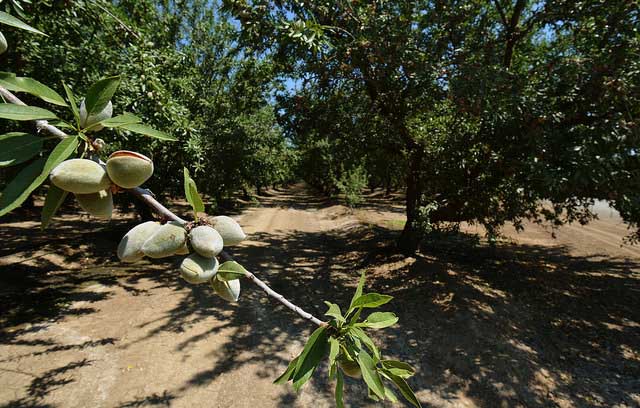 Pavo performs ongoing california installations of their iot blockchain solution for agriculture Almonds are california’s largest tree nut crop